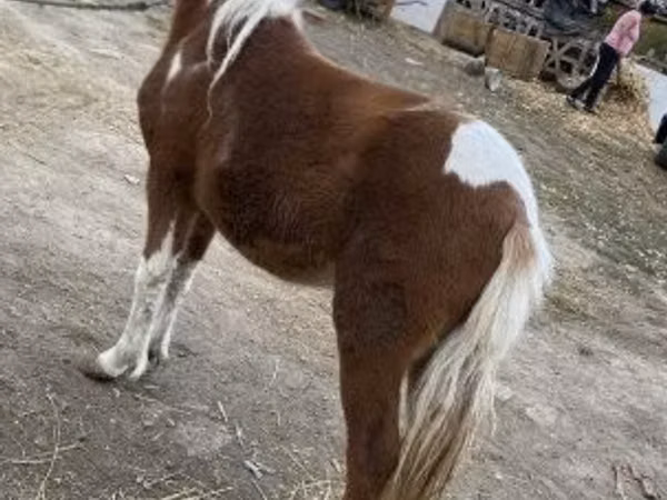 Mare, Horses