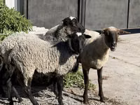 Ido, Hissar sheep — sawirka 2