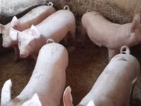 Sow, Pigs — photo 4