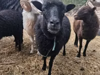 Sheep, Ouessant sheep — photo 1