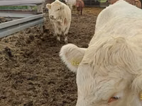 गाय, Charolais cattle — फ़ोटो 5
