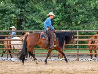 Horse (M), Quarter Horse — photo 5