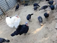 Turkeys — फ़ोटो 4