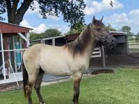 घोड़ा, Rocky Mountain Horse — फ़ोटो 6