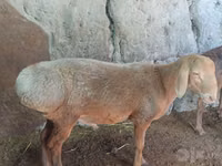母羊, Afghan Arabi sheep — 照片 3