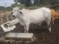 Cow, Brahman — photo 3