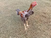 Chickens — Foto 1