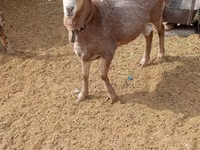 كبش, Katum sheep — الصورة 1