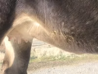 Cow, Swiss cattle — photo 3