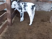 गाय, गोलस्टीन नस्ल — फ़ोटो 2