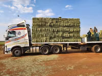 Lucerne For Sale - Small Bales (For Sale) — फ़ोटो 1