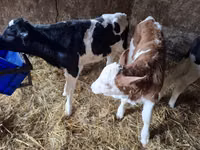 Ng'ombe dume, Russian Black pied cattle — picha 5