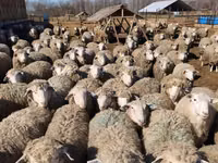 公羊, Kuibyshev sheep — 照片 4