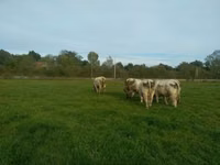 ثور, Charolais cattle — الصورة 3