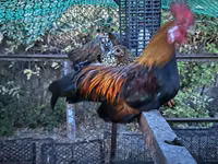 Chickens — 照片 1