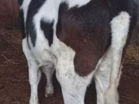 Cow, Russian Black pied cattle — photo 1