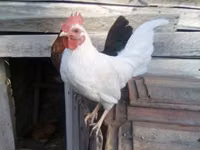Japanese Bantam — sawirka 2