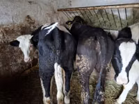 Ng'ombe jike, Russian Black pied cattle — picha 6