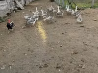Geese — फ़ोटो 4