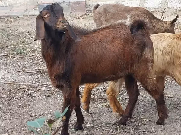 Ri’ dhaddig, Goats