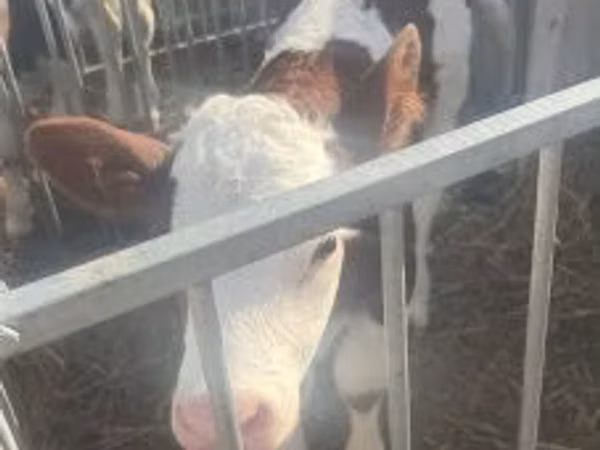 Toro, Simmental cattle