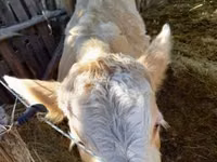Cow, Simmental cattle — photo 1