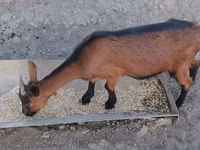 Goat, Alpine goat — photo 3
