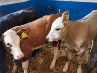 Bulle, Simmental cattle — Foto 1