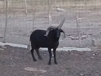 Ram, Shetland sheep — photo 3