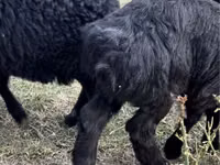 Goats (batch, sex not specified), Goats — photo 2