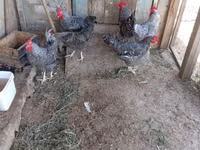 Chickens — 照片 7