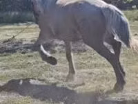 Yegua, Caballos — foto 8