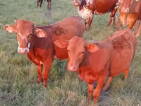 Cow, Cattle — photo 1