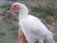 Chickens — 照片 4