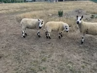 母羊, Cerry Hill sheep — 照片 3