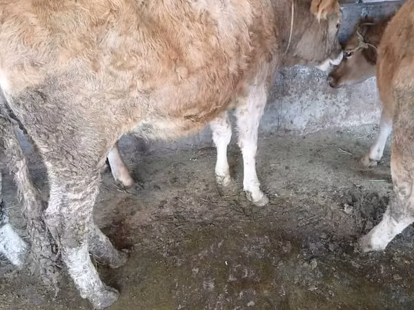 गाय, मवेशी