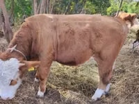 Toro, Raza gris húngara — foto 3