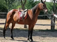 Faras, Horses — sawirka 2