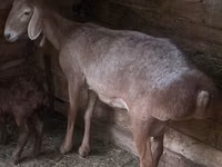 Sheep, Afghan Arabi sheep — photo 1
