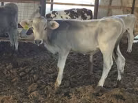 सांड, Swiss cattle — फ़ोटो 5