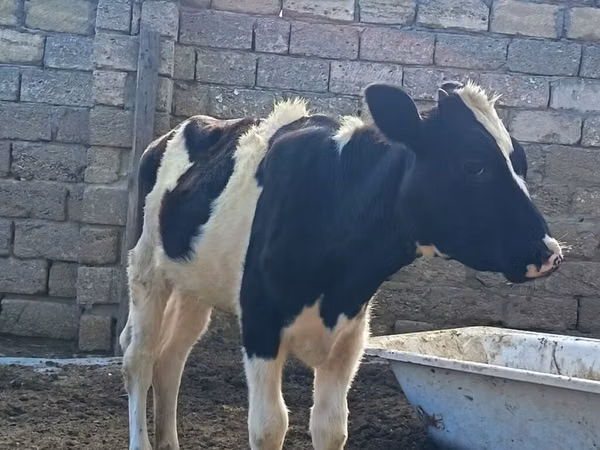 गाय, Simmental cattle