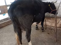 Cow, Alatau breed — photo 3