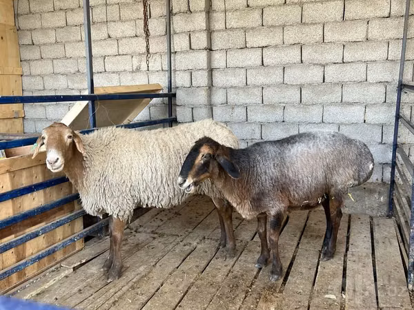 母羊, Sheep