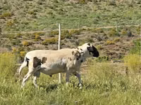 Ram, Sheep — photo 5