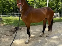 Faras dhaddig, Dutch warmblood horse — sawirka 7