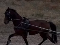 公马, Hackney horse — 照片 1
