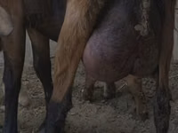 Mbuzi jike, Czech Brown Shorthaired goats — picha 1