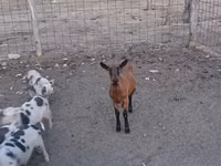 Goat, Alpine goat — photo 5