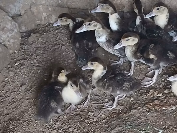 Ducks
