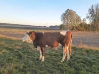 Lo’, Simmental cattle — sawirka 3